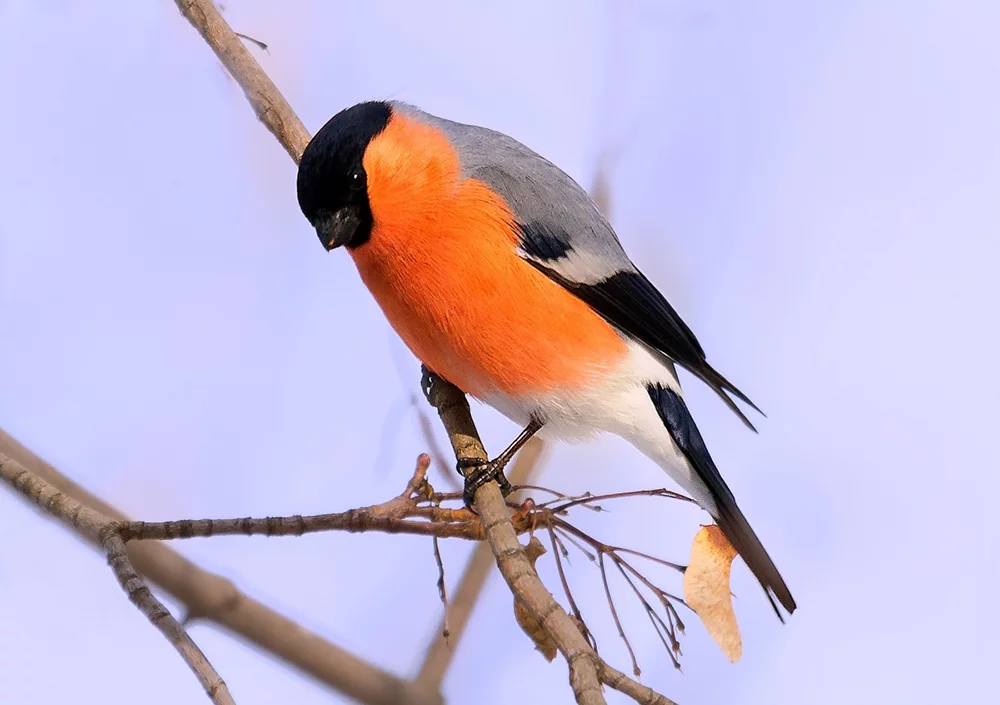 Camachuelo